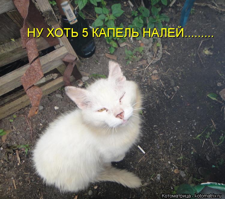 НУ ХОТЬ 5 КАПЕЛЬ НАЛЕЙ............ Котоматрица: НУ ХОТЬ 5 КАПЕЛЬ НАЛЕЙ.........