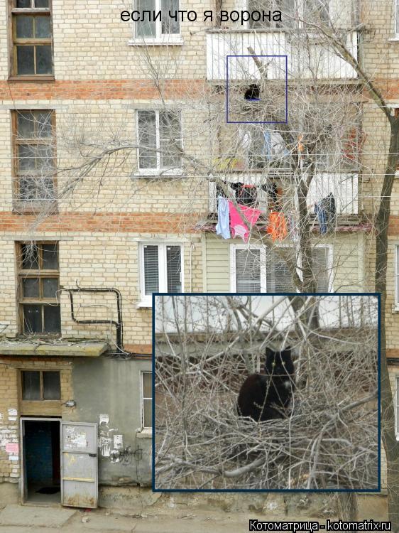 если что я ворона... Котоматрица: если что я ворона