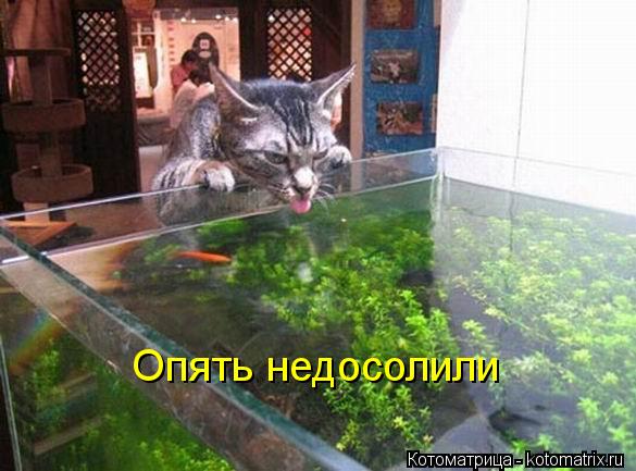 Опять недосолили... Котоматрица: Опять недосолили