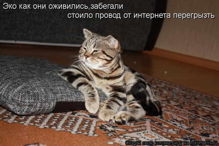Котоматрица: Эко как они оживились,забегали  стоило провод от интернета перегрызть