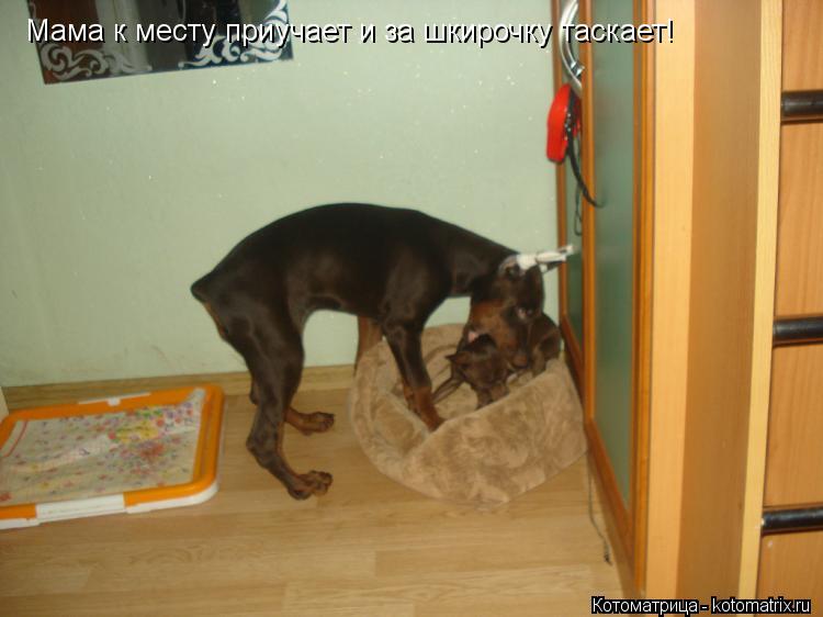 Мама к месту приучает и за шкирочку таскает!... Котоматрица: Мама к месту приучает и за шкирочку таскает!