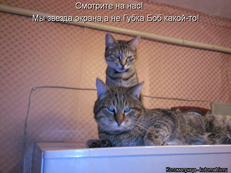 Котоматрица: Смотрите на нас! Мы звезда экрана,а не Губка Боб какой-то!