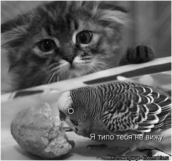 Котоматрица: О Я типо тебя не вижу... .