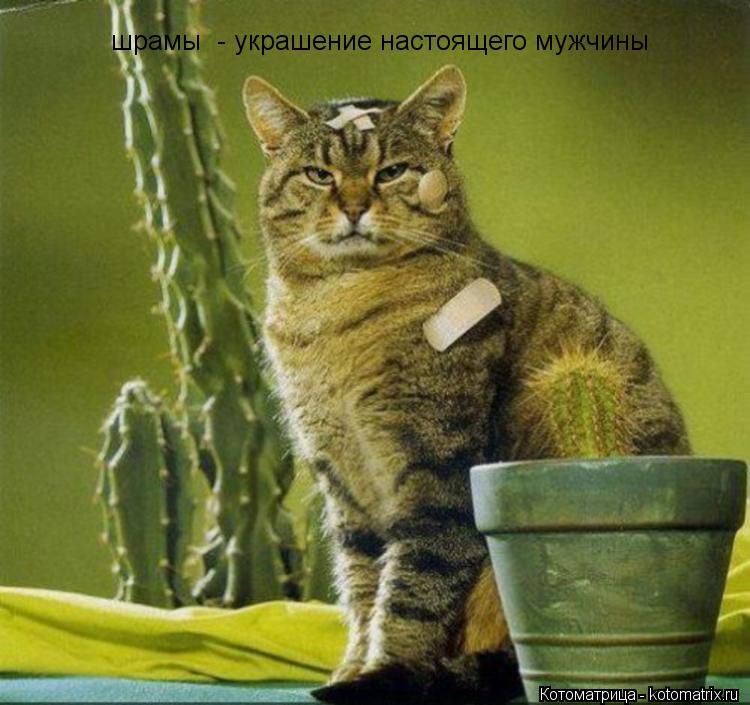 Котоматрица: шрамы  - украшение настоящего мужчины