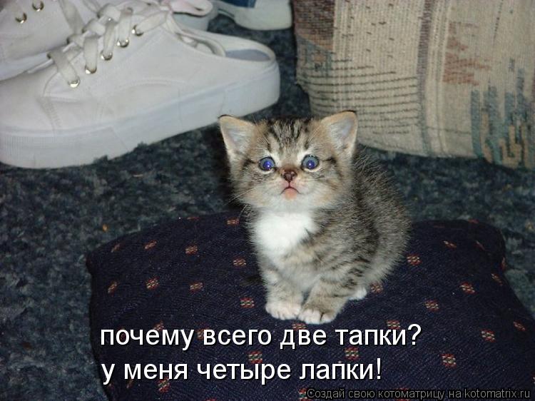 почему всего две тапки? у меня четыре лапки!... Котоматрица: почему всего две тапки? у меня четыре лапки!