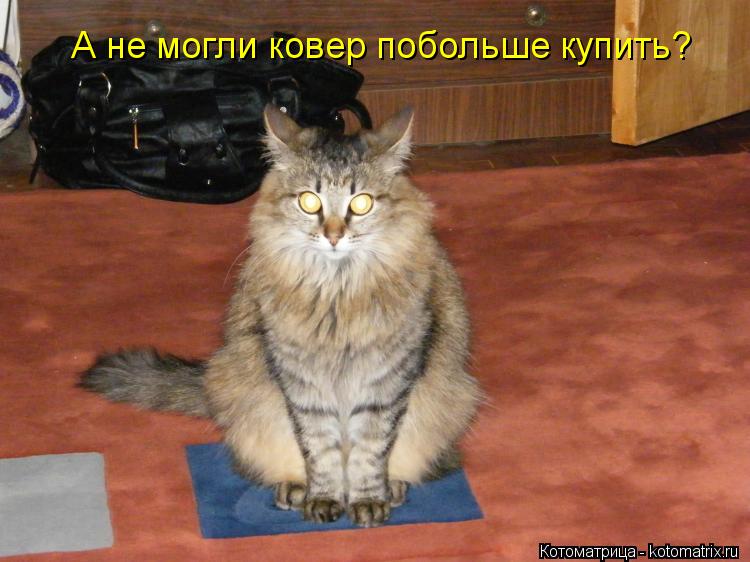 А не могли ковер побольше купить?... Котоматрица: А не могли ковер побольше купить?