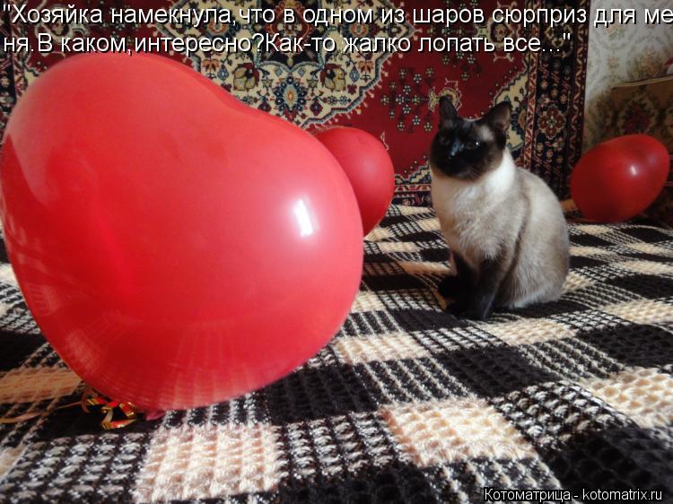 "Хозяйка намекнула,что в одном из шаров сюрприз для ме- ня.В каком,интересно?Как-то жалко лопать все.... Котоматрица: "Хозяйка намекнула,что в одном из шаров сюрприз для ме- ня.В каком,интересно?Как-то жалко лопать все..."