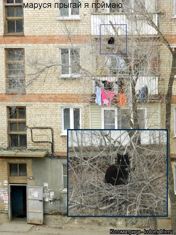 маруся прыгай я поймаю... Котоматрица: маруся прыгай я поймаю