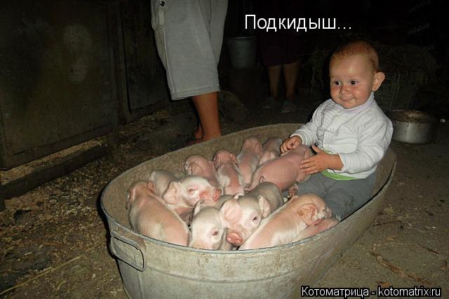 Подкидыш...... Котоматрица: Подкидыш...