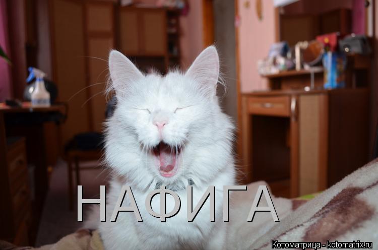 НАФИГА... Котоматрица: НАФИГА
