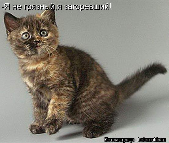 -Я не грязный,я загоревший!... Котоматрица: -Я не грязный,я загоревший!