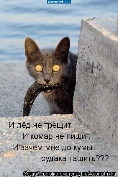 И лёд не трещит, И комар не пищит, И зачем мне до кумы судака тащить???... Котоматрица: И лёд не трещит, И комар не пищит, И зачем мне до кумы судака тащить???