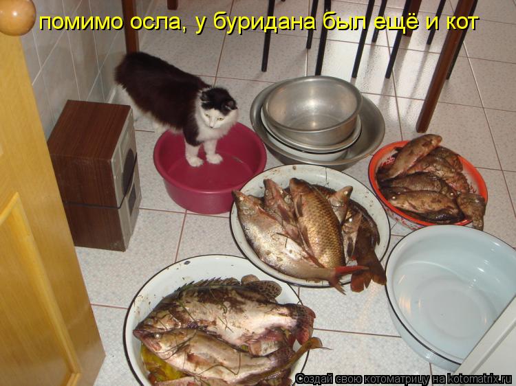 помимо осла, у буридана был ещё и кот... Котоматрица: помимо осла, у буридана был ещё и кот