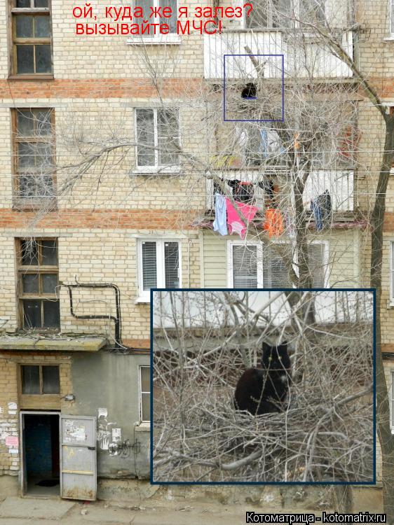 ой, куда же я залез? вызывайте МЧС! вызывайте МЧС!... Котоматрица: ой, куда же я залез? вызывайте МЧС! вызывайте МЧС!