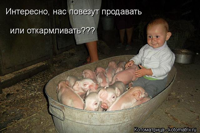 Интересно, нас повезут продавать или откармливать???... Котоматрица: Интересно, нас повезут продавать или откармливать???