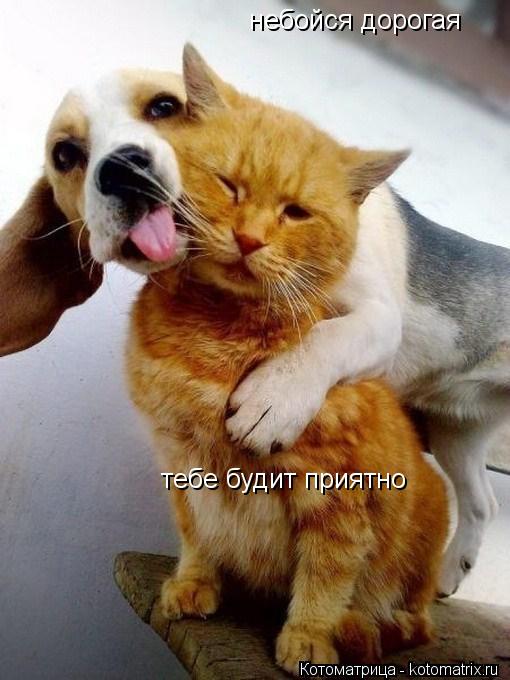 Котоматрица: небойся дорогая тебе будит приятно