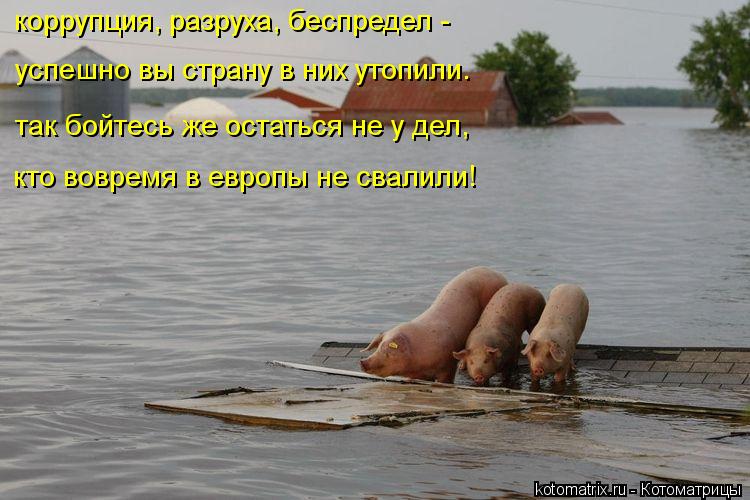 коррупция, разруха, беспредел - успешно вы страну в них утопили. так бойтесь же остаться не у дел, ... Котоматрица: коррупция, разруха, беспредел - успешно вы страну в них утопили. так бойтесь же остаться не у дел, кто вовремя в европы не свалили!