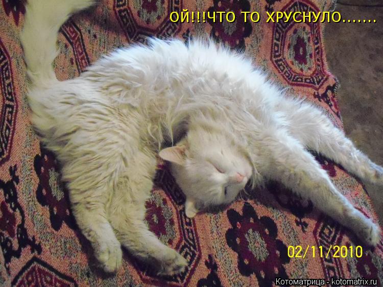 ОЙ!!!ЧТО ТО ХРУСНУЛО.......... Котоматрица: ОЙ!!!ЧТО ТО ХРУСНУЛО.......