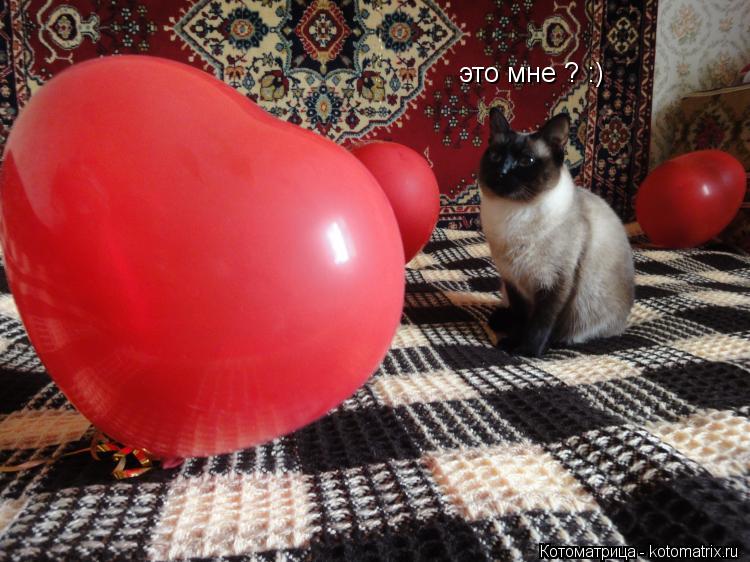 это мне ? :)... Котоматрица: это мне ? :)