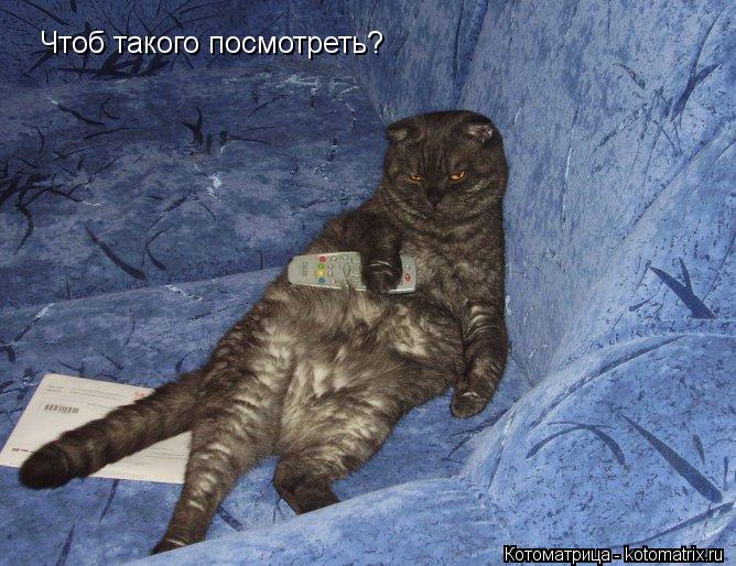 Котоматрица: Чтоб такого посмотреть?