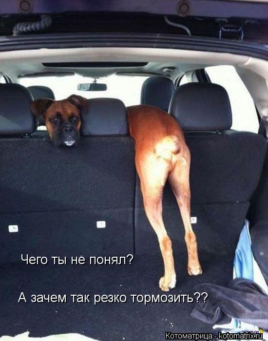 Чего ты не понял? А зачем так резко тормозить??... Котоматрица: Чего ты не понял? А зачем так резко тормозить??