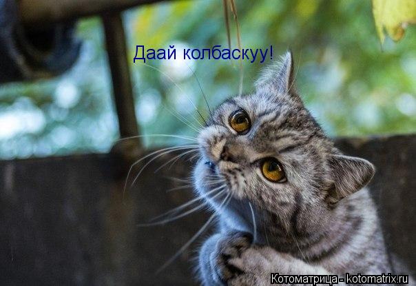 Даай колбаскуу!... Котоматрица: Даай колбаскуу!