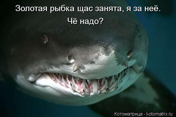 Золотая рыбка щас занята, я за неё. Чё надо?... Котоматрица: Золотая рыбка щас занята, я за неё. Чё надо?