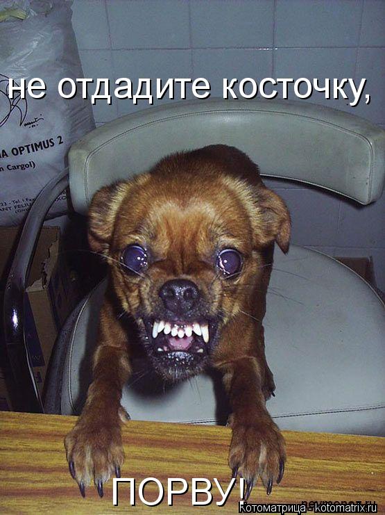 Котоматрица: не отдадите косточку, ПОРВУ!