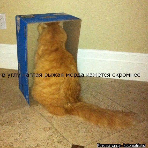 в углу наглая рыжая морда кажется скромнее... Котоматрица: в углу наглая рыжая морда кажется скромнее