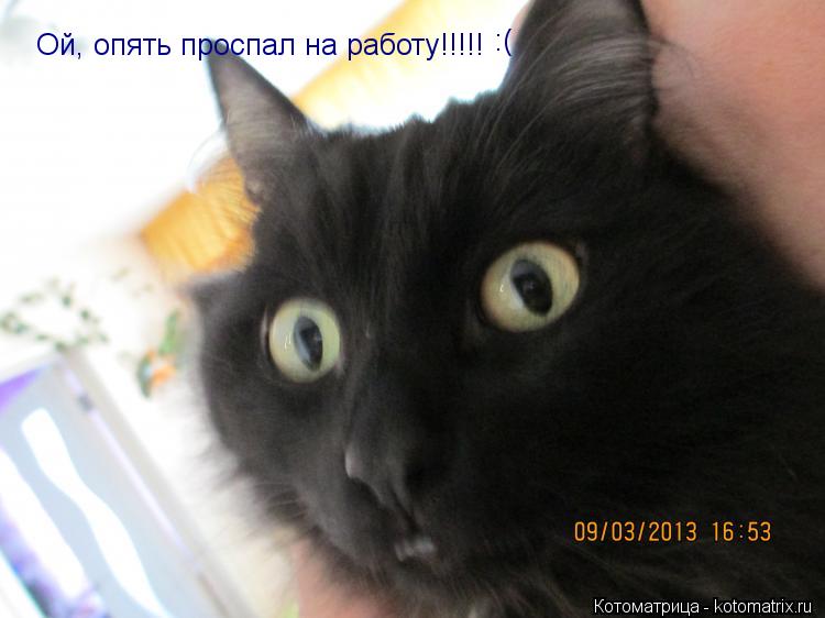 Котоматрица: Ой, опять проспал на работу!!!!! :(