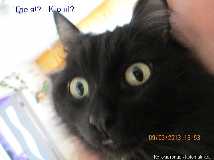 Котоматрица: Где я!?  Кто я!?