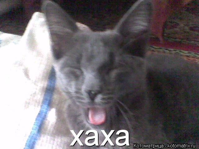 хаха... Котоматрица: хаха