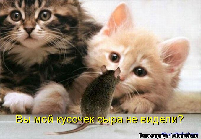 Вы мой кусочек сыра не видели?... Котоматрица: Вы мой кусочек сыра не видели?