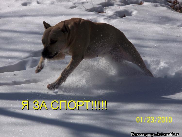 Я ЗА СПОРТ!!!!!... Котоматрица: Я ЗА СПОРТ!!!!!