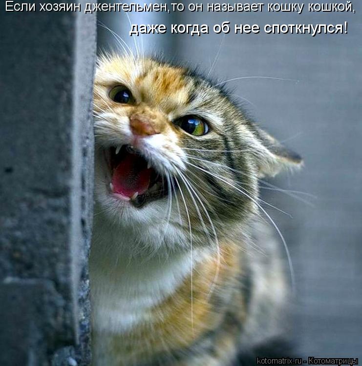 Котоматрица: Если хозяин джентельмен,то он называет кошку кошкой, даже когда об нее споткнулся!