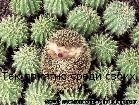 Так приятно среди своих... Котоматрица: Так приятно среди своих