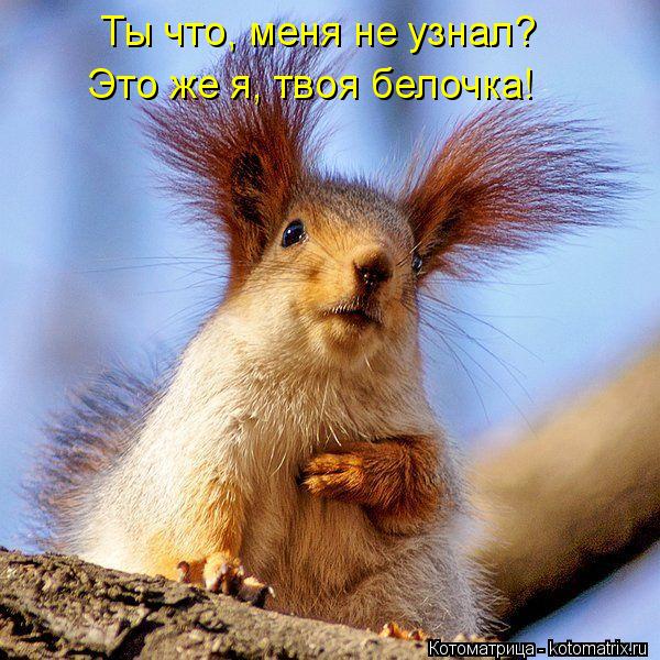 Котоматрица: Ты что, меня не узнал? Это же я, твоя белочка!