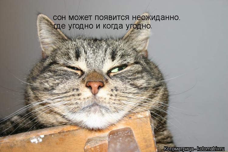 со н может появится неожиданно. где угодно и когда угодно .... Котоматрица: со н может появится неожиданно. где угодно и когда угодно .