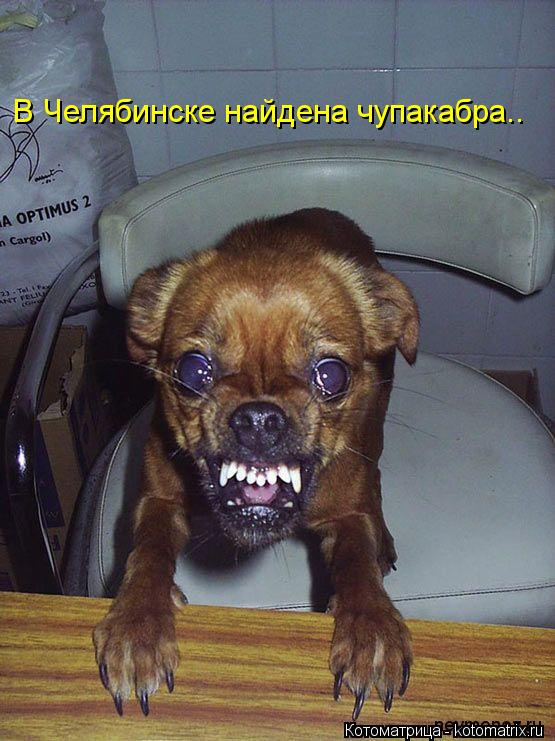 Котоматрица: В Челябинске найдена чупакабра..