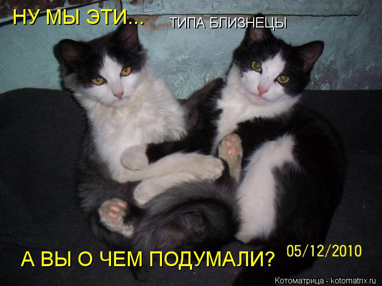НУ МЫ ЭТИ... ТИПА БЛИЗНЕЦЫ А ВЫ О ЧЕМ ПОДУМАЛИ?... Котоматрица: НУ МЫ ЭТИ... ТИПА БЛИЗНЕЦЫ А ВЫ О ЧЕМ ПОДУМАЛИ?