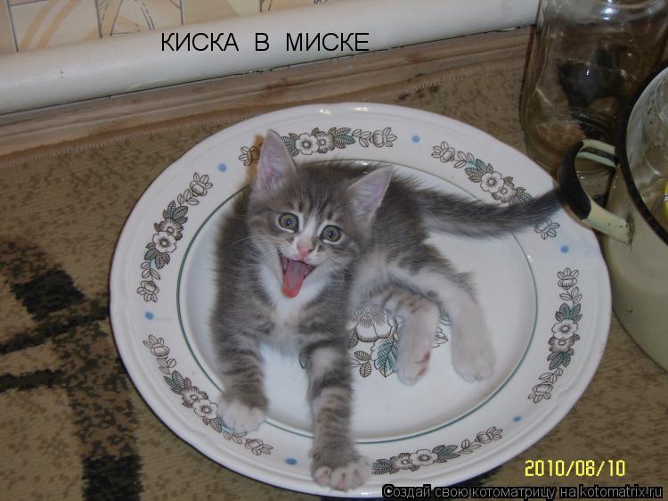 Котоматрица: КИСКА  В  МИСКЕ