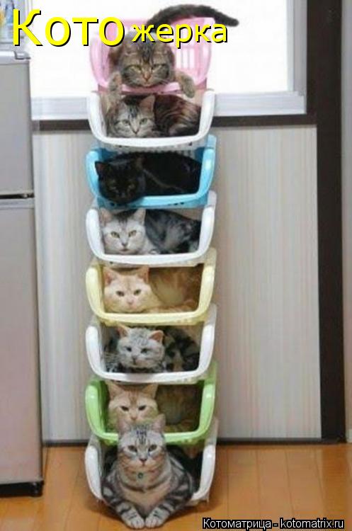 Котоматрица: Кото жерка