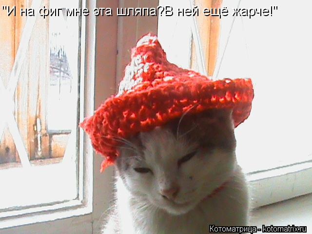 Котоматрица: "И на фиг мне эта шляпа?В ней ещё жарче!"