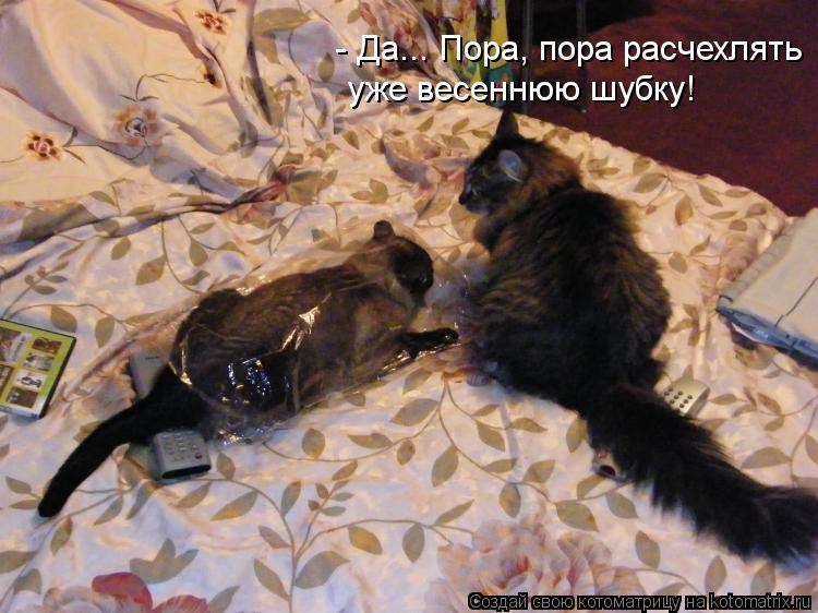 - Да... Пора, пора расчехлять уже весеннюю шубку!... Котоматрица: - Да... Пора, пора расчехлять уже весеннюю шубку!