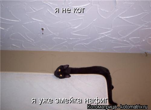 я не кот я уже змейка нафиг... Котоматрица: я не кот я уже змейка нафиг