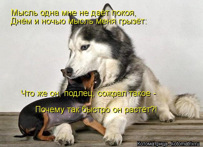 http://kotomatrix.ru/images/lolz/2013/03/09/kotomatritsa_Xr.jpg