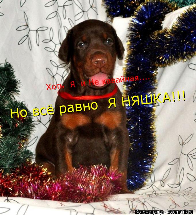 Хоть Я и Не кавайная.... Но всё равно Я НЯШКА!!!... Котоматрица: Хоть Я и Не кавайная.... Но всё равно Я НЯШКА!!!