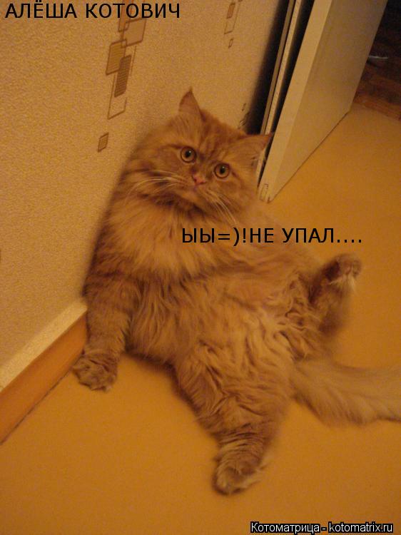 АЛЁША КОТОВИЧ ЫЫ=)!НЕ УПАЛ....... Котоматрица: АЛЁША КОТОВИЧ ЫЫ=)!НЕ УПАЛ....