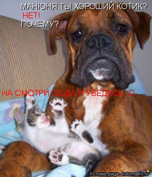 МАНЮНЯ ТЫ ХОРОШИЙ КОТИК? НЕТ! ПОЧЕМУ? НА СМОТРИ СЮДА И УБЕДИСЬ :D... Котоматрица: МАНЮНЯ ТЫ ХОРОШИЙ КОТИК? НЕТ! ПОЧЕМУ? НА СМОТРИ СЮДА И УБЕДИСЬ :D