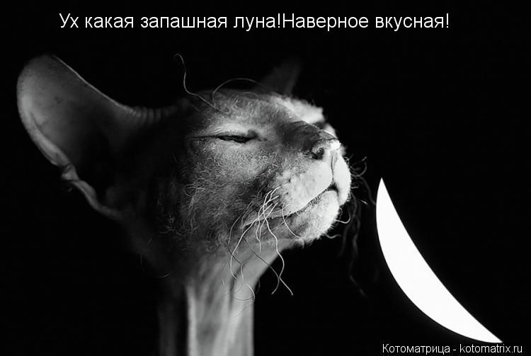 Котоматрица: Ух какая запашная луна!Наверное вкусная!